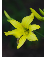 Hemerocallis 'Marion Vaughn'