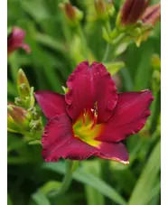 Hemerocallis 'Pardon Me'