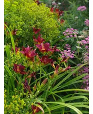Hemerocallis 'Pardon Me'