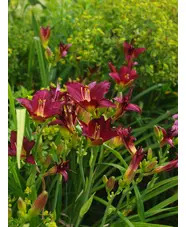 Hemerocallis 'Pardon Me'