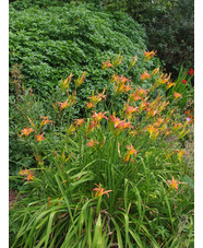 Hemerocallis 'Pink Charm'