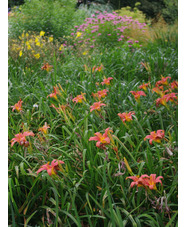 Hemerocallis 'Pink Damask'