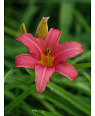 Hemerocallis 'Pink Damask'