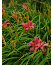 Hemerocallis 'Pink Damask'