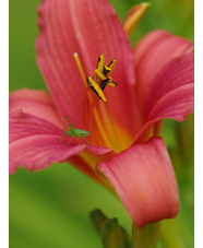 Hemerocallis 'Pink Damask'