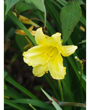 Hemerocallis 'Stella de Oro'