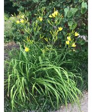 Hemerocallis thunbergii