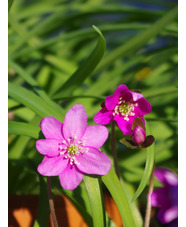Hepatica nobilis pink