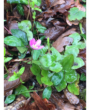 Hepatica nobilis pink