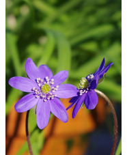 Hepatica transsilvanica