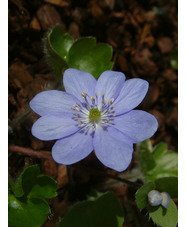 Hepatica transsilvanica 'Buis'