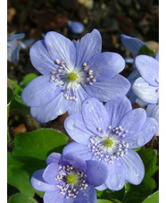 Hepatica transsilvanica 'Blue Jewel'