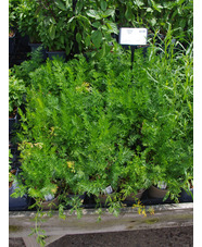 Herb - Carum carvi