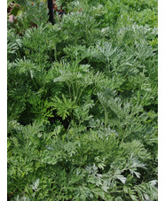 Herb - Artemisia absinthium