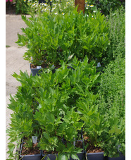 Herb - Levisticum Officinale