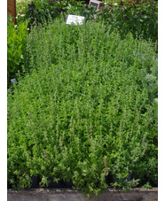 Herb - Mentha pulegium