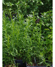 Herb - Artemisia dracunculoides