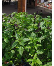 Herb - Thai basil (Ocimum basilicum var. thyrsiflora) 9cm