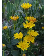 Hertia cheirifolia