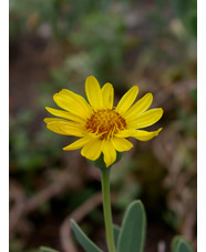 Hertia cheirifolia