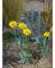 Hertia cheirifolia