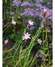 Hesperantha coccinea 'Jennifer'