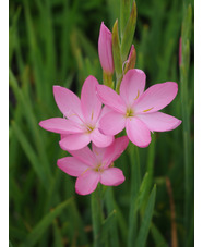 Hesperantha coccinea 'Jennifer'