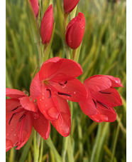 Hesperantha coccinea 'Major'