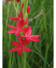 Hesperantha coccinea 'Major'