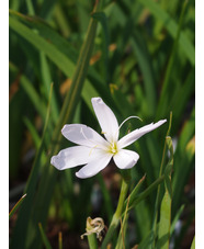 Hesperantha coccinea pale pink form