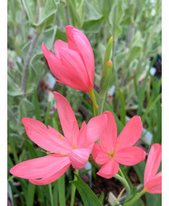 Hesperantha coccinea 'Sunrise'