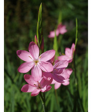 Hesperantha coccinea 'Sunrise'