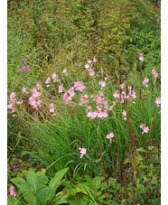 Hesperantha coccinea 'Sunrise'