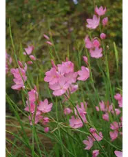Hesperantha coccinea 'Sunrise'