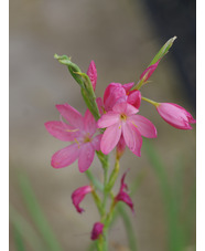 Hesperantha coccinea 'Sunrise'