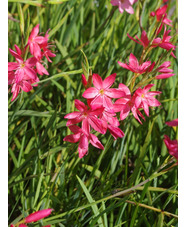 Hesperantha coccinea 'Zeal Salmon'