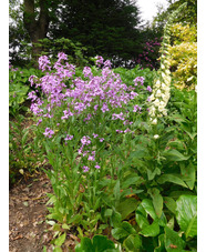 Hesperis matronalis