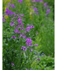 Hesperis matronalis