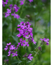 Hesperis matronalis