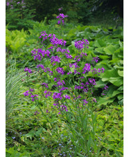 Hesperis matronalis