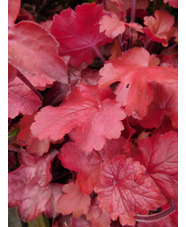 Heuchera 'Fire Chief' 