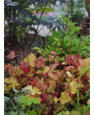 Heuchera 'Marmalade'
