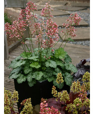 Heuchera 'Peppermint' (Little Cutie Series)