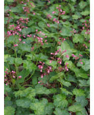 Heuchera 'Peppermint' (Little Cutie Series)