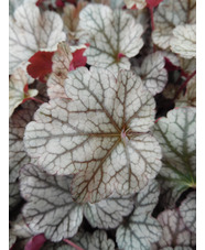 Heuchera 'Silver Scrolls'