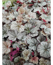 Heuchera 'Silver Scrolls'