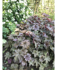 Heuchera villosa 'Palace Purple'