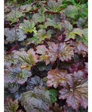 Heuchera villosa 'Palace Purple'