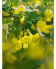 Hippocrepis emerus