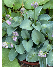 Hosta 'Blue Mouse Ears'